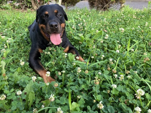 シロツメクサの芝生で伏せながら舌を出しているロットワイラー