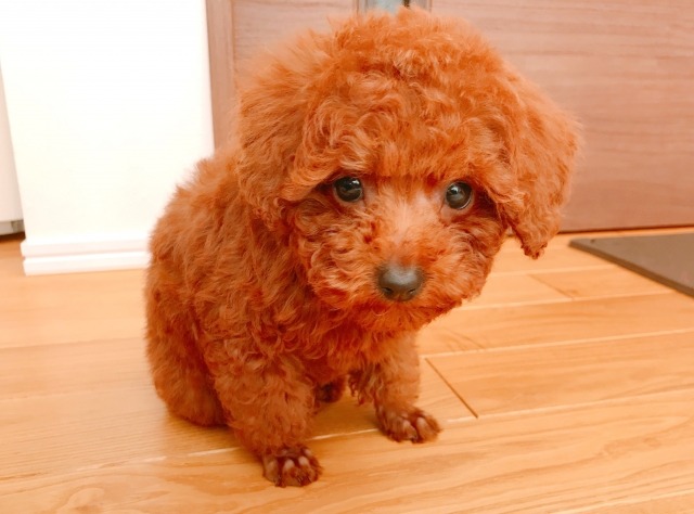 座ってこちらを見ている子犬のプードルの写真