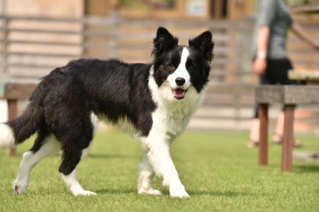 立ったままこちらを見つめるボーダー・コリーの写真