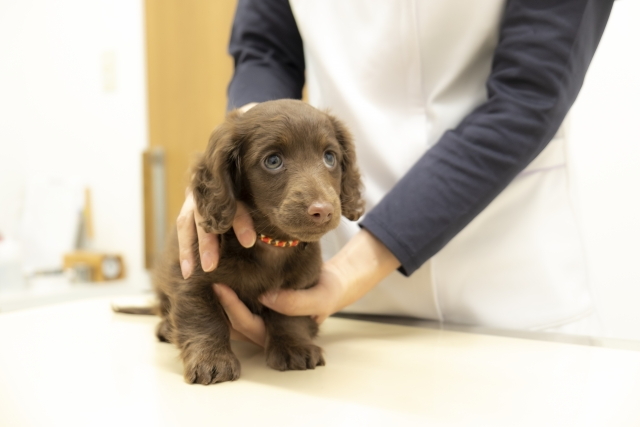動物病院で保定されているミニチュア・ダックスフンドの子犬の写真