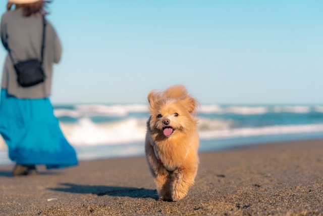 海辺でこちらに歩いて向かってくる茶色い犬の写真