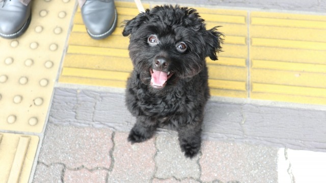 点字ブロックの上でお座りをしてこちらを見る黒色の犬の写真