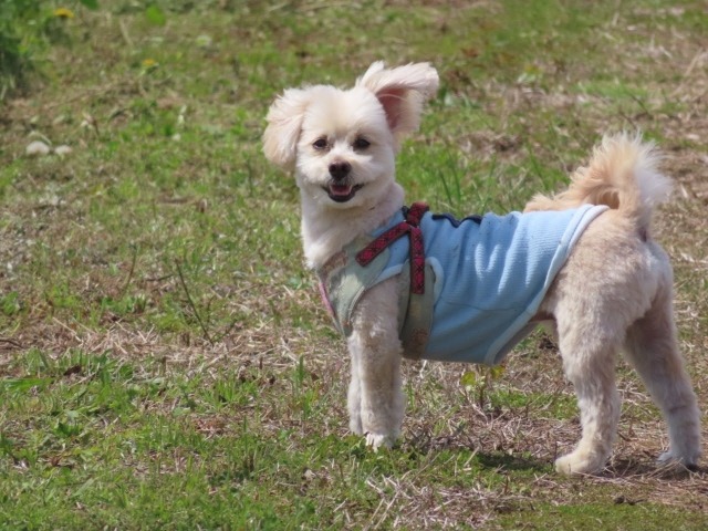 こちらを見つめている片耳だけ立ち上がった犬の写真