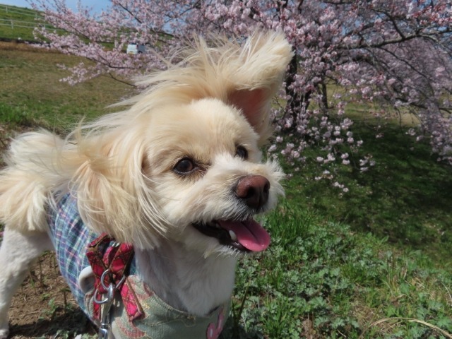 桜の木を背景にした白色の犬の写真
