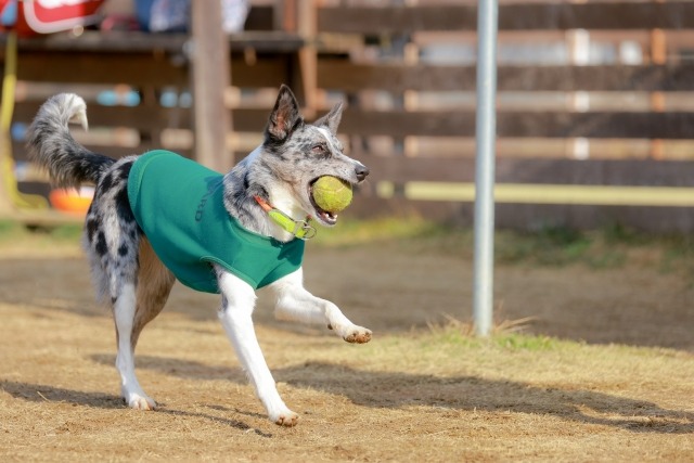 ボールを咥えて走り出しそうな短毛のボーダー・コリーの写真