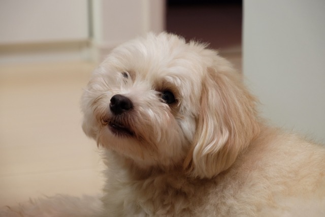 遠くを見つけているクリーム色の犬のアップの写真