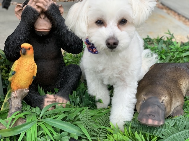 猿や鳥などの置物と一緒に写っている白色の犬の写真