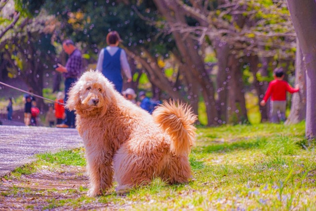 並木道の芝生で座ってこちらを振り向くゴールデンドゥ―ドル