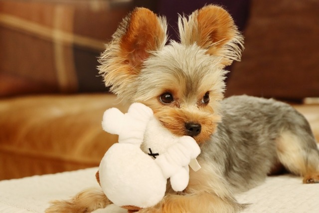 ぬいぐるみを咥えた子犬のヨークシャー・テリアの写真