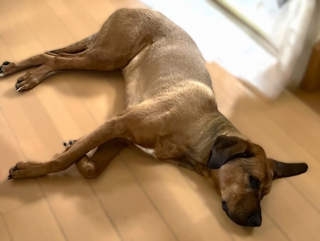 フローリングに寝そべる土佐犬