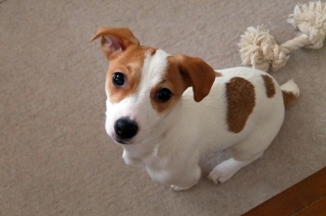 座った状態でこちらを見上げているジャック・ラッセル・テリアの子犬の写真