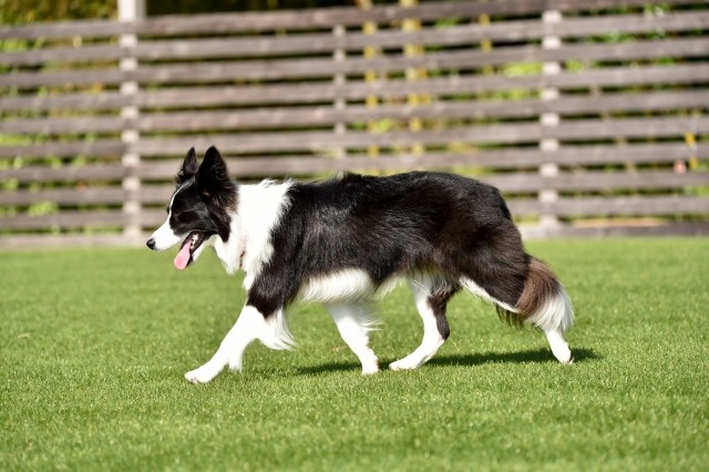 芝生の上をゆっくり歩いているボーダー・コリーの写真