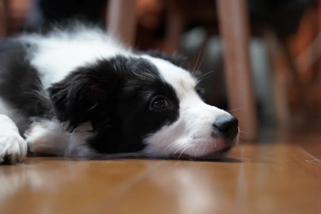 伏せてフローリングの床にあごを置いているボーダー・コリーの写真