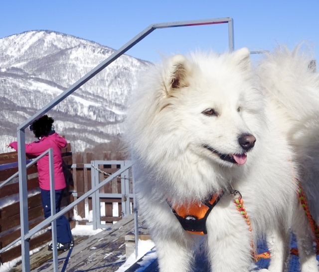 雪山を背景にしたサモエドの写真