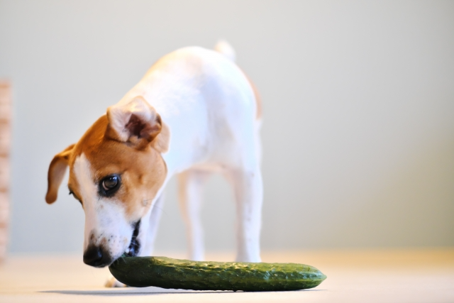 白と茶色の犬がキュウリに噛みつこうとしている