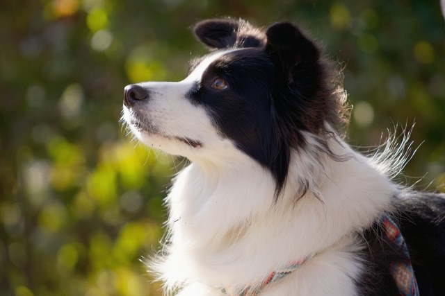 上を見上げているボーダー・コリーの横顔の写真