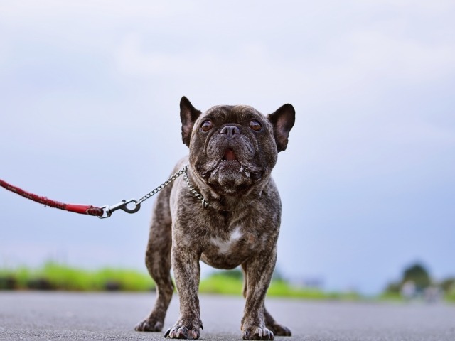 リードにつながれたフレンチ・ブルドッグがこちらに向かって吠えている写真