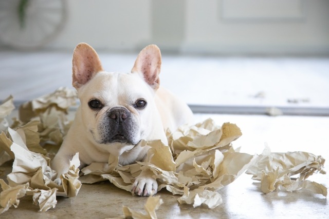 紙くずの上で伏せをしてこちらを見つめているフレンチ・ブルドッグの写真