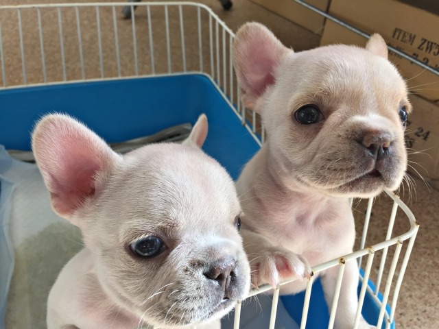 ケージに前足をかけて立ち上がっている2頭のフレンチ・ブルドッグの子犬の写真