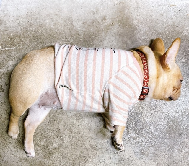 服を着たクリーム色のフレンチ・ブルドッグが寝転がっている写真