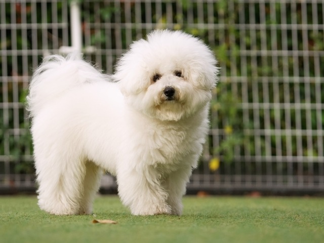 緑の芝生の上に立ってこちらを見ているビションフリーゼ