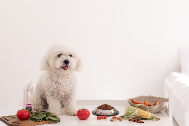白い部屋でごはんや野菜の前に座っているビションフリーゼ