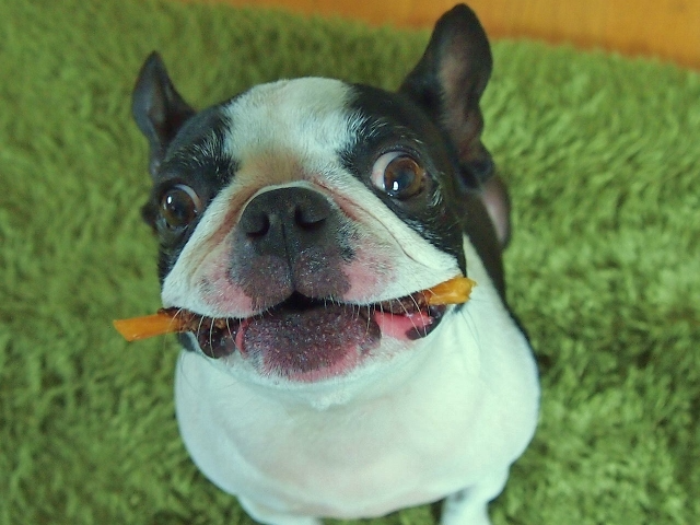 おやつを加えて得意げな顔をしている犬