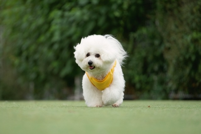 芝生を走っているビションフリーゼ
