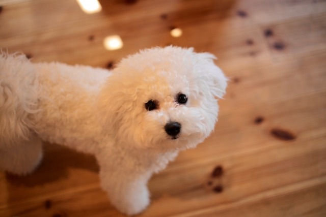 つぶらな瞳でこちらを見上げているビションフリーゼ