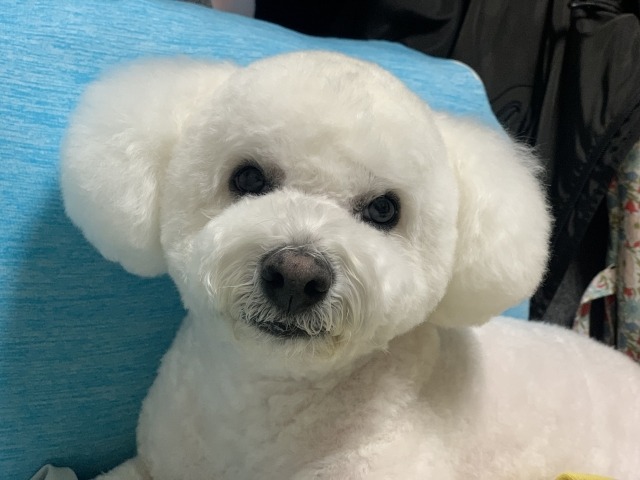 丸いカットをされてビションフリーゼ