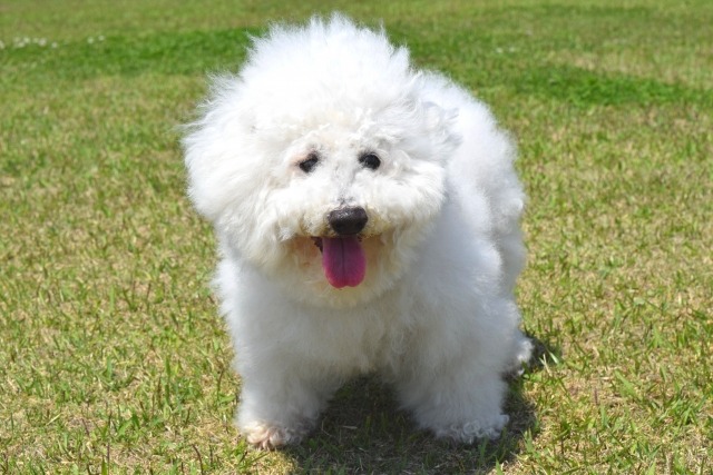 芝生の上で舌を出しながらこちらを見上げているビションフリーゼ