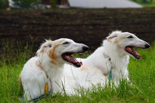 芝生の上で伏せながら口を開けている2匹のボルゾイ