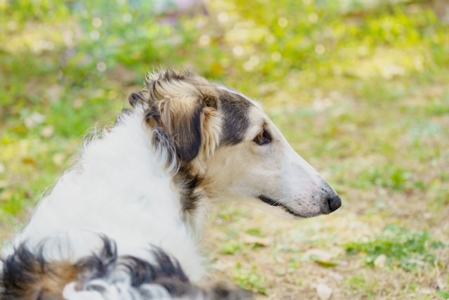 芝生を背景にした、ボルゾイの横顔のアップ