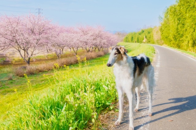 桜並木の道路で立って遠くを見つめるボルゾイ