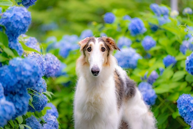 アジサイの中でこちらを見つめている、白い毛に茶と黒の模様が入ったボルゾイ