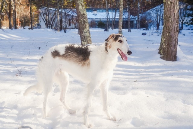 雪の上を歩いているボルゾイ