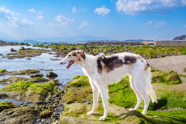 川沿いに佇むボルゾイ