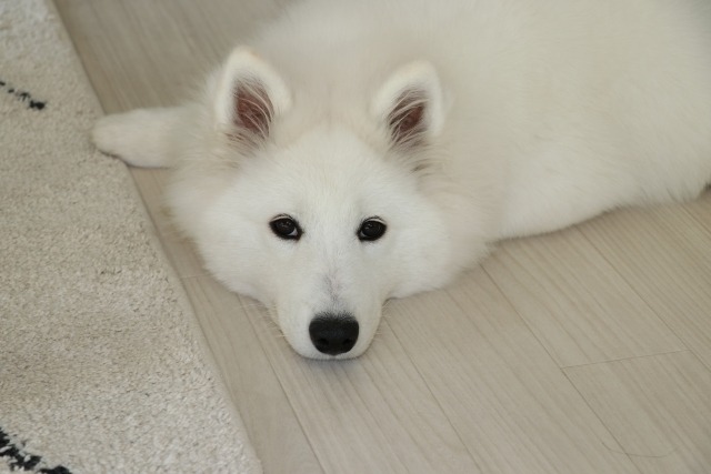 床に伏せをしてこちらを見上げているサモエドの写真