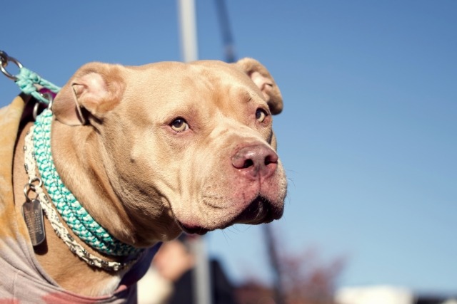 こちらを向いているピットブルの横顔の写真