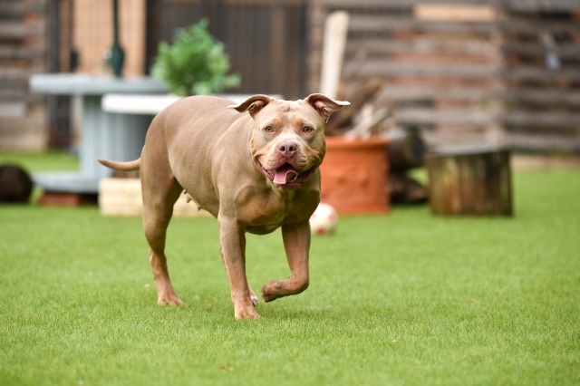 歩いている茶色のピットブルの写真