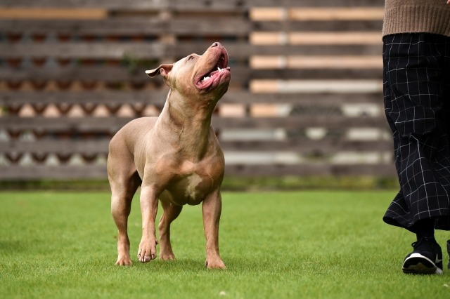 飼い主を見上げているピットブルの写真