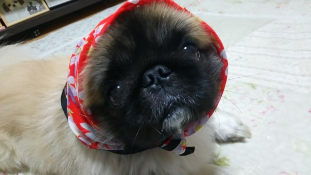 頭に頭巾のような布をかぶせられ、こちらを見ているペキニーズの写真