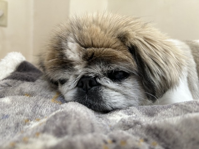 毛布の上で眠そうにしているシニアのペキニーズの写真