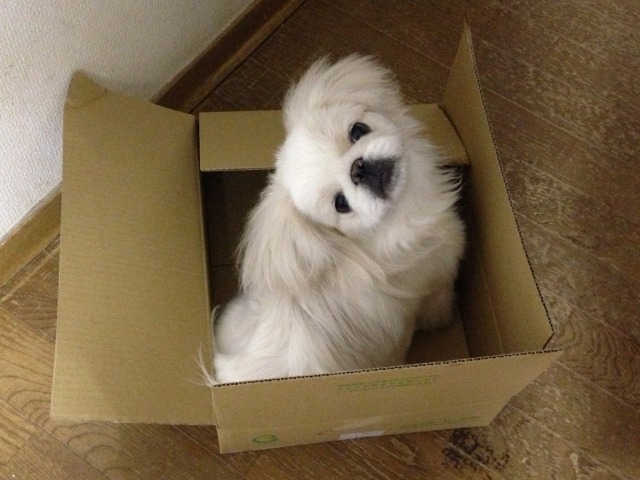 段ボールの中に入ってこちらを見上げている白いペキニーズの写真