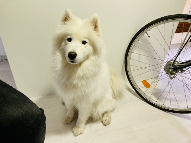 お座りをしているサモエドの写真