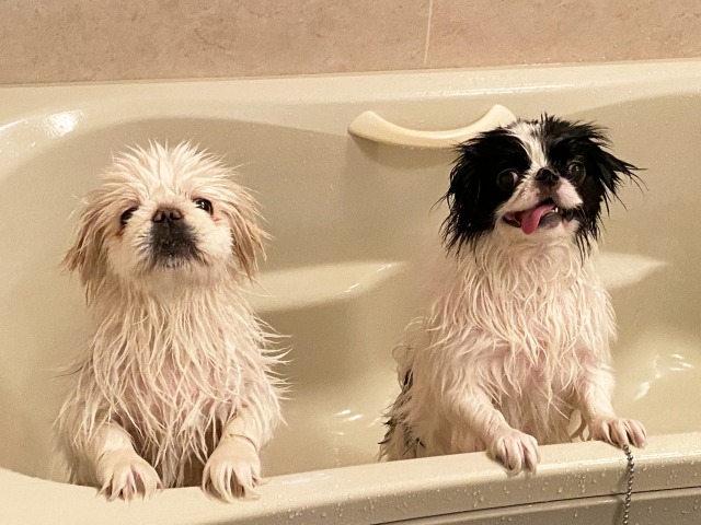 浴槽に前足をかけて立ち上がり並んでこちらを見ているペキニーズと狆の写真