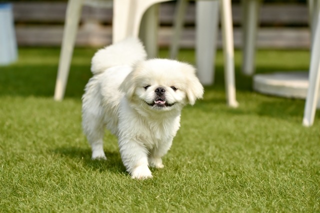 芝生の上でこちらに歩いてきている白いペキニーズの写真