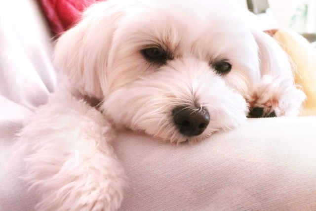 白い敷物の上で伏せている白いマルプー