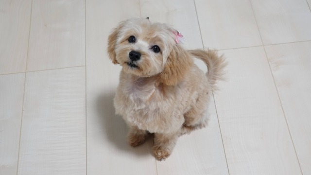 座ってこちらを見上げている茶色と白のマルプー