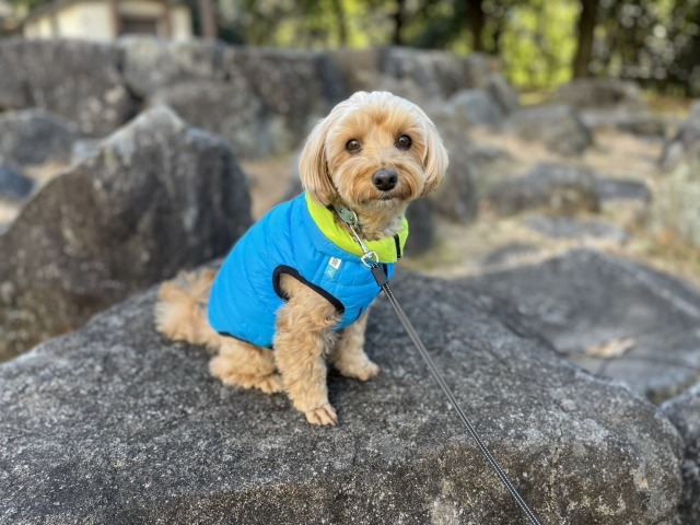 岩場に座ってこちらを見つめている、ブルーの洋服を着た茶色のマルプー
